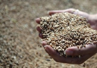 Объемы торгов в рамках зерновых интервенций в РФ продолжают падать