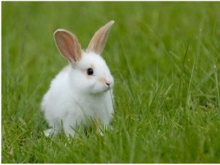 Акселерационное кролиководство – новое слово в развитии отрасли