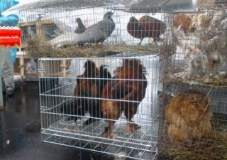 В Башкирии реализовано на убой 379 тысяч тонн мяса скота и птицы