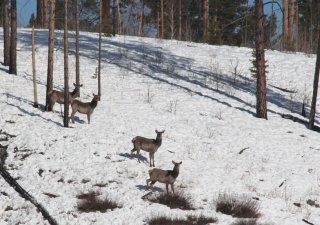 Забайкалье возрождает разведение изюбрей