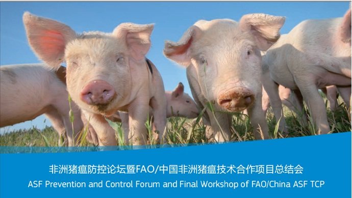 Об участии специалиста ФГБУ «ВНИИЗЖ» в международном форуме «ASF Prevention and Control Forum and Final Workshop of FAO/China ASF TCP»