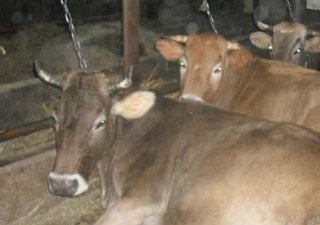 В Буйском районе родились первые четыре теленка Костромской породы, полученные в результате трансплантации эмбрионов
