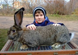 Кролики вытеснят свиней на ярославской земле