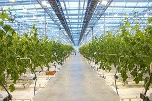Белгородская область станет тепличной столицей России