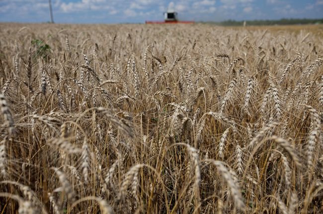 Россия - мировой лидер по экспорту пшеницы 2017/18