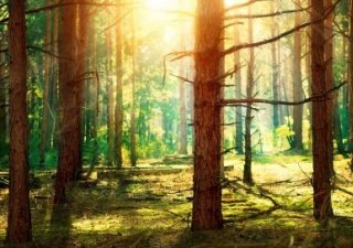 Защитные лесополосы Омской области помогают земледелию