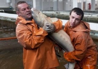 Осетровые будут возрождены и защищены от браконьеров