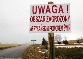 В Калининградской области намерены ужесточить работу по сокращению поголовья диких кабанов в связи с распространением АЧС в Польше