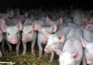 Угроза заноса африканской чумы свиней в регион сохраняется