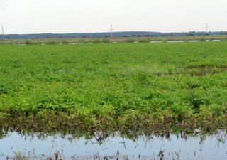 Федеральный центр поможет амурским аграриям