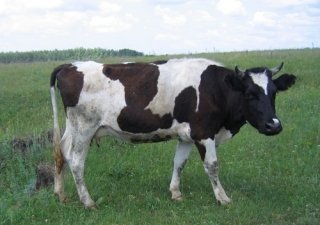 Рынок КРС: амбициозные планы и актуальные проблемы