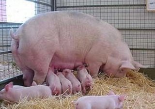 Небольшим хозяйствам запретят разводить свиней