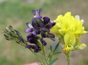 СЕМЕНА ЛЮЦЕРНЫ сорт Багира