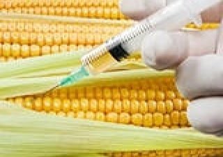 26 стран запретили ввоз продукции после обнаружения в ней следов ГМО