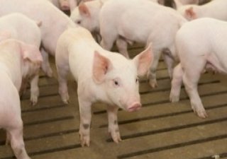Дефицит свинины России не грозит