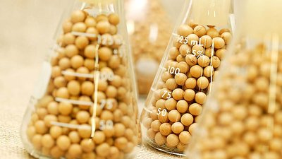 Популяризация сои как высокопротеинового корма для животных и птицы