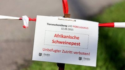 Германия: Вспышки АЧС надо ждать в любое время