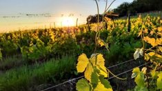 5-6 августа в Республике Крым пройдет бесплатное обучение органическому виноградарству