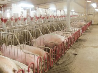 Содержание и откорм свиней с точки зрения мясника