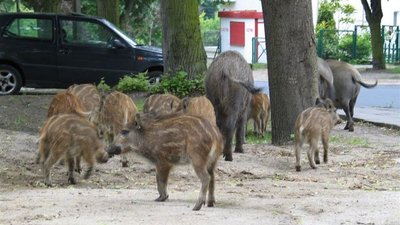 На Подлясье собираются уничтожить всех диких кабанов
