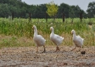 На борьбу с инфляцией нацелили агропром