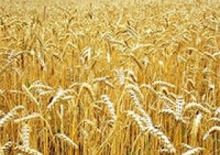 В Беляевском районе скошено и обмолочено 95,9% зерновых культур