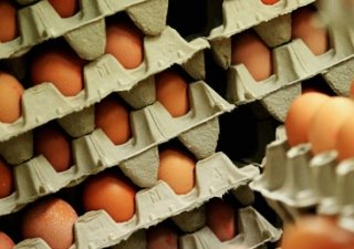 Птицефабрику "Островная" в Южно-Сахалинске ждет масштабная модернизация