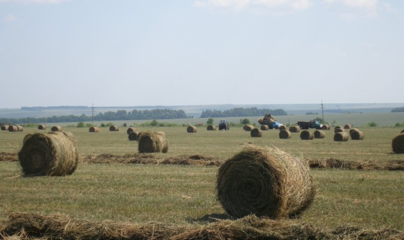 «Росгосстрах» застраховал посевы трех крупнейших хозяйств Калининградской области