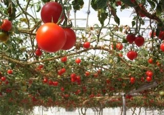 Новгородская область должна получить три миллиарда на АПК