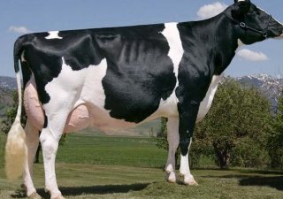 На Кубани запущена программа селекции высокопродуктивных коров