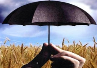Погода Приамурья требует застраховать посевы