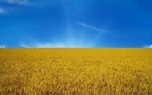 Украина наращивает экспорт зерна