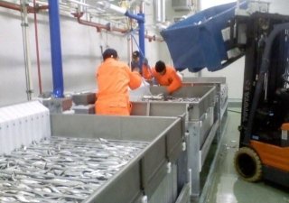 Владимир Якушев: новый рыбоперерабатывающий завод важен для Тюменского района.