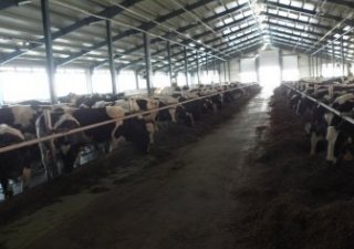 Животноводство Приморья снизило показатели