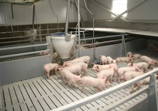 В Саратовской области построят свинокомплекс