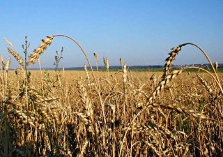 Экспортеры недовольны отечественной пшеницей