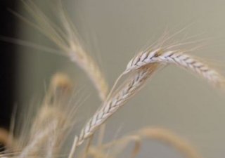 Объем погектарной поддержки АПК в Алтайском крае будет уменьшен