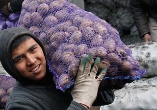 Сельское хозяйство Волгоградской области нуждается в гастарбайтерах