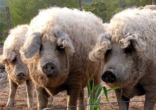 Под Череповцом намерены разводить экзотическую породу свиней