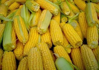 Нужна ли Европе украинская кукуруза?