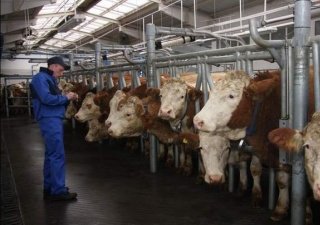 В пос. Залесье Полесского района Калининградской области открыли молочный комплекс «Залесье-Агро»