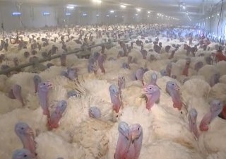 В Башкирии выращивают индюшек весом до 27 кг