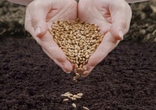 В Казахстане более 80% семян для посевной признаны кондиционными