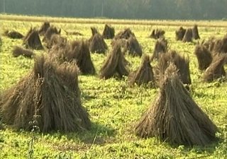 На поддержку льняного комплекса Тверской области выделено 48 миллионов рублей