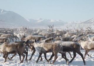 В Якутии более тысячи домашних оленей сбежали из совхозов вслед за дикими