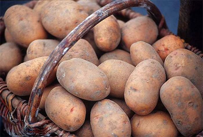 Вера Яковлева: «Запрещая ввоз картофеля из неблагополучных стран, мы защищаем прежде всего отечественную отрасль!»