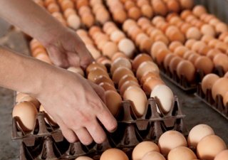 Птицеводы просят ввести сезонную пошлину на импорт яиц в Кыргызстан