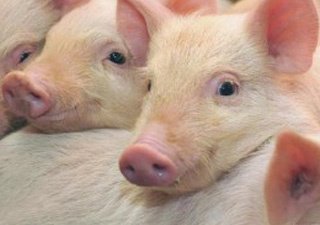 Рынок свинины продолжает лихорадить