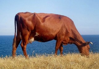 На Сахалине готовы закупать алтайских коров