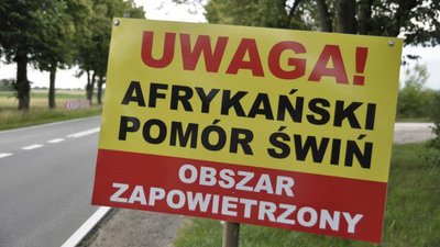 В Польше от АЧС пострадало около 3000 свиней за неделю